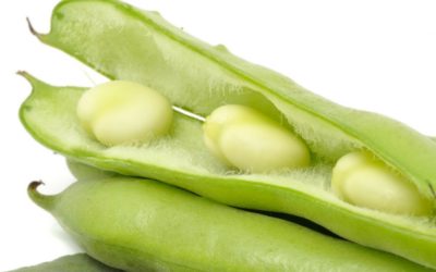 Fava com sêmola de trigo