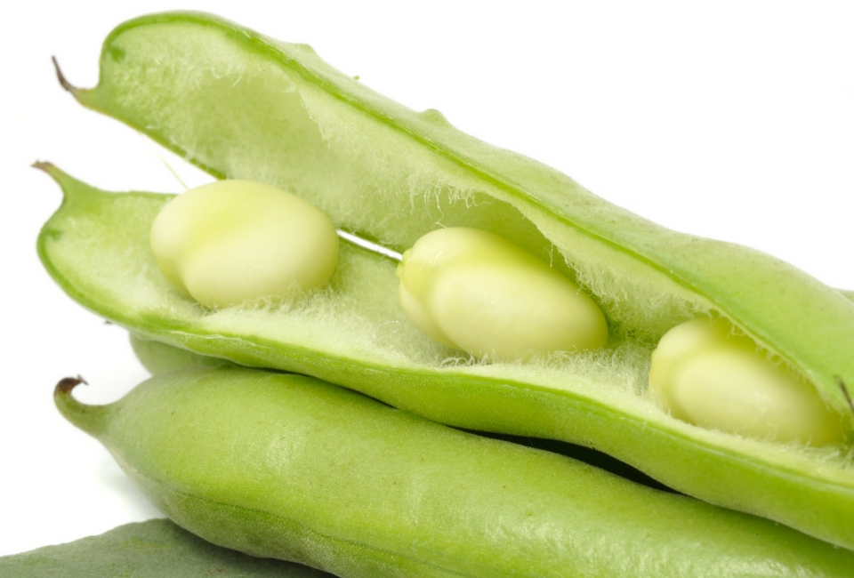 Fava com sêmola de trigo